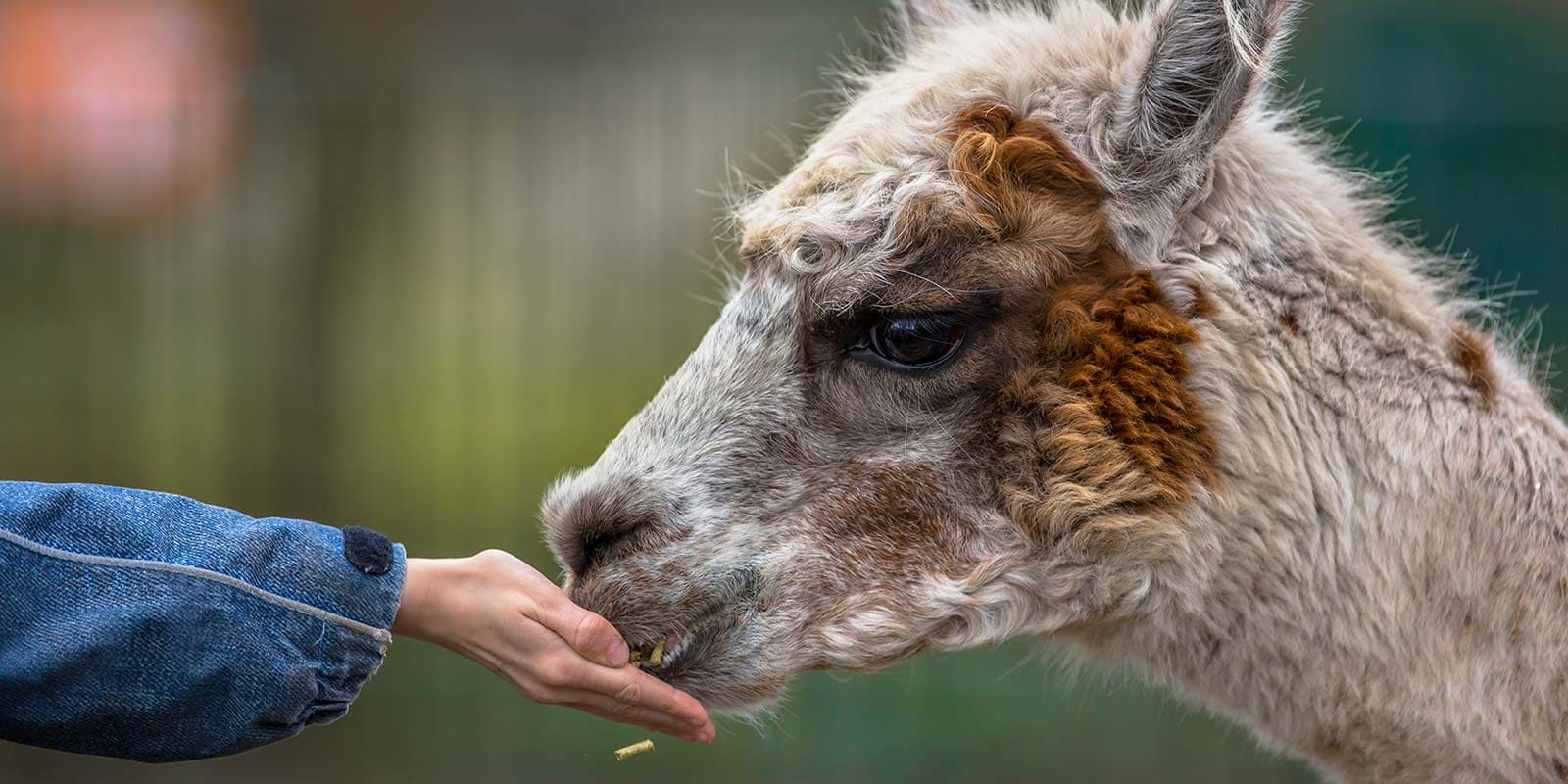 Cool Creatures - meet an extraordinary range of animals
